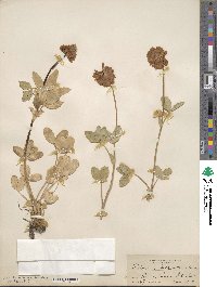 Trifolium kingii image