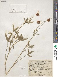 Trifolium kingii image