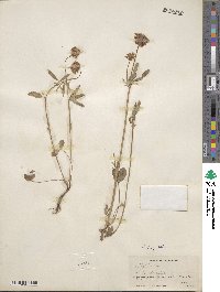 Trifolium kingii image