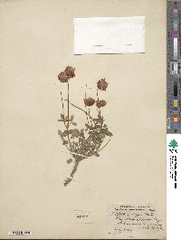 Trifolium kingii image