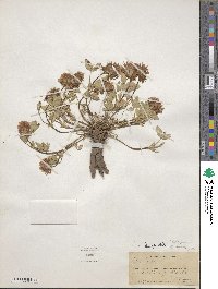 Trifolium kingii image