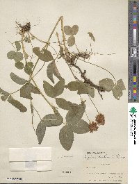 Trifolium kingii image