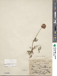 Trifolium kingii image