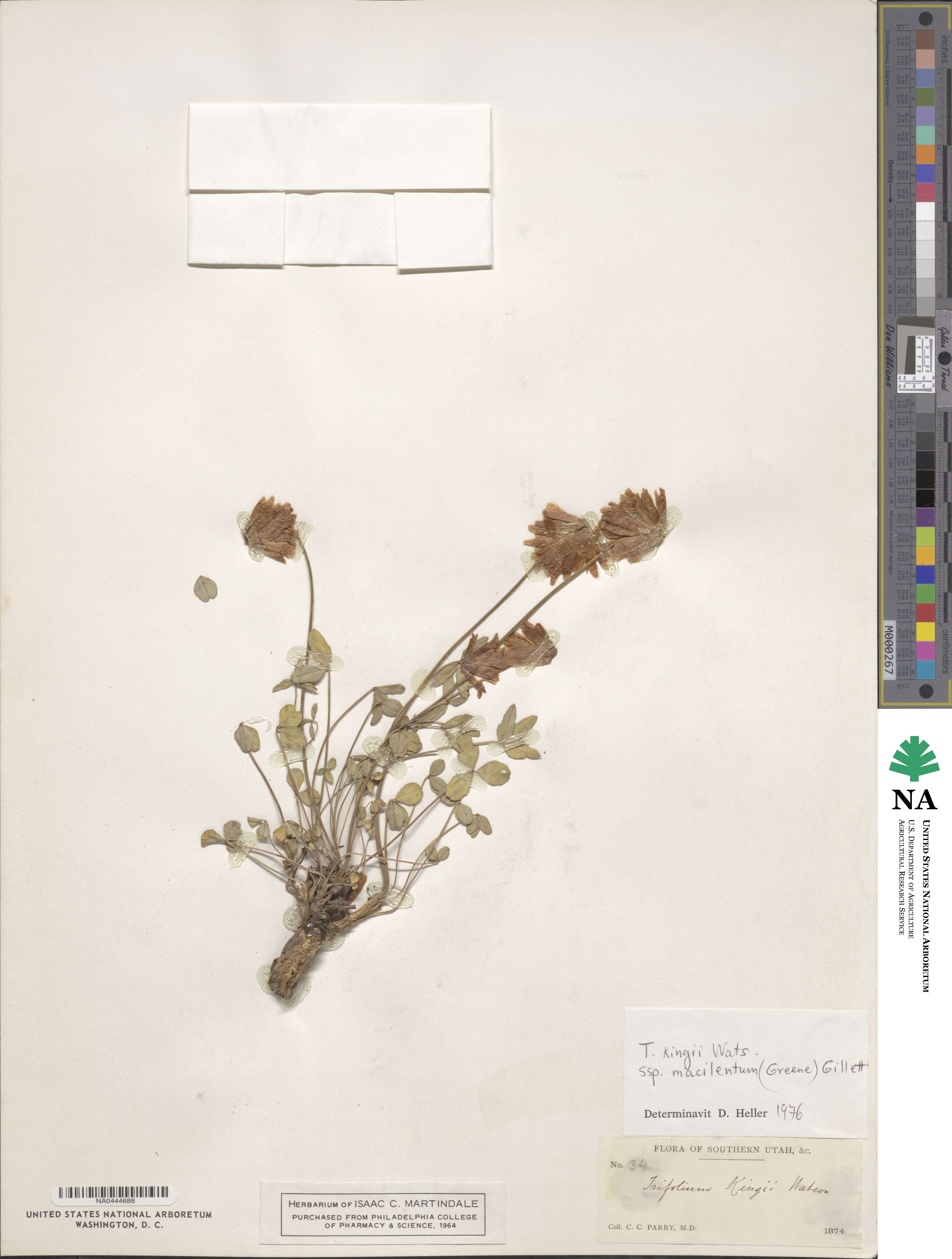 Trifolium kingii subsp. macilentum image