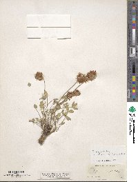 Trifolium kingii image