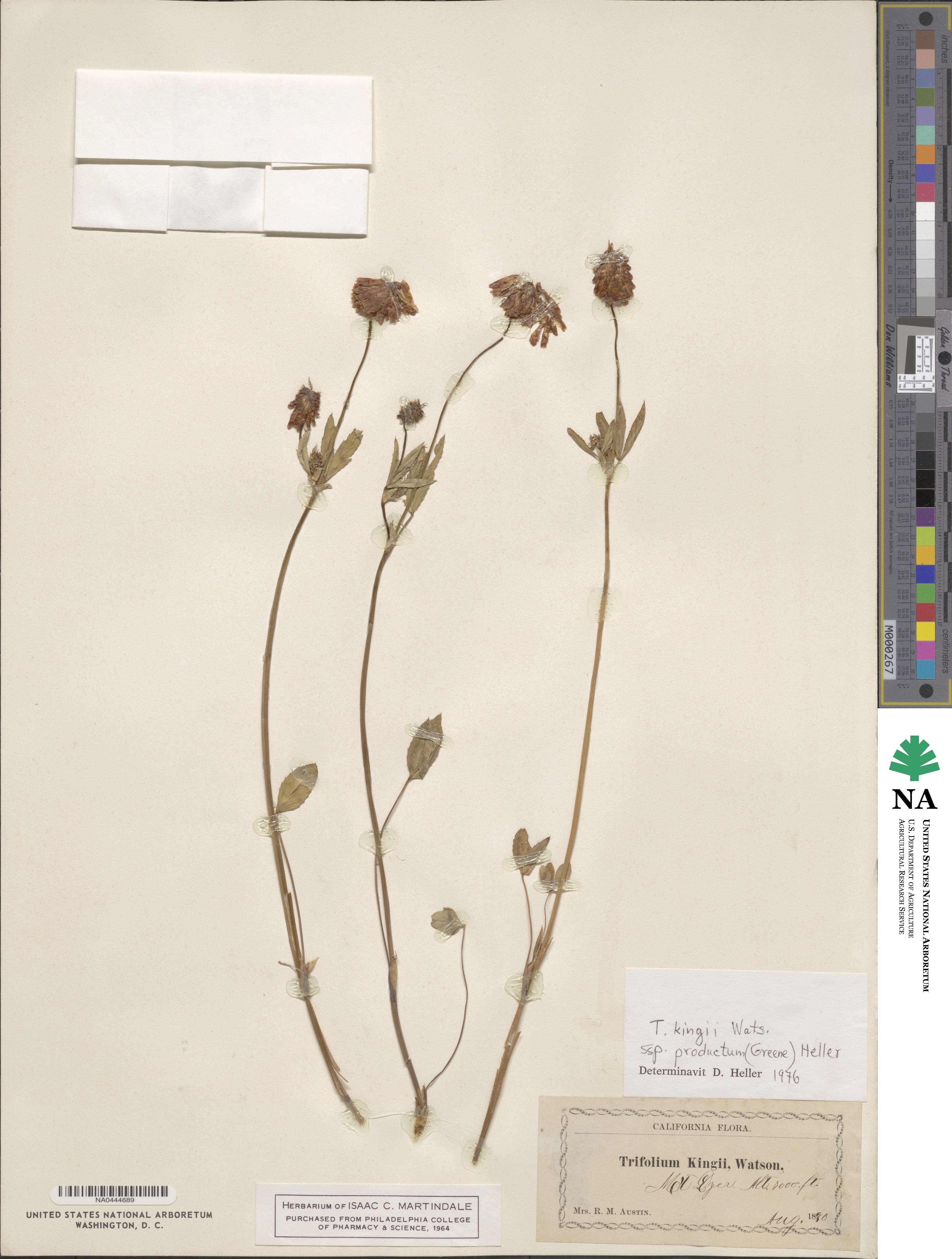 Trifolium productum image