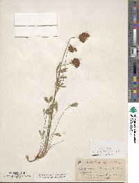 Trifolium productum image