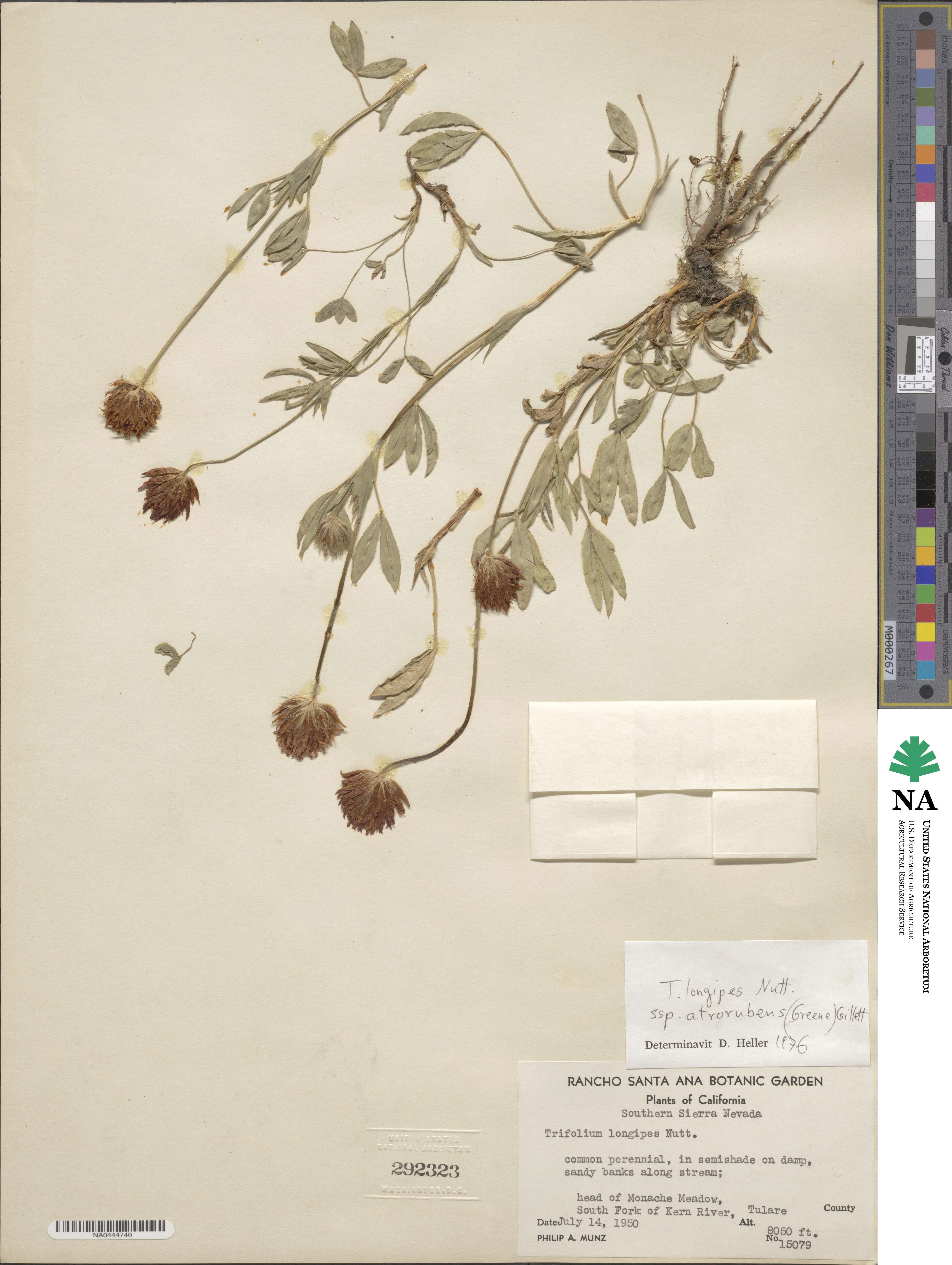 Trifolium longipes var. atrorubens image