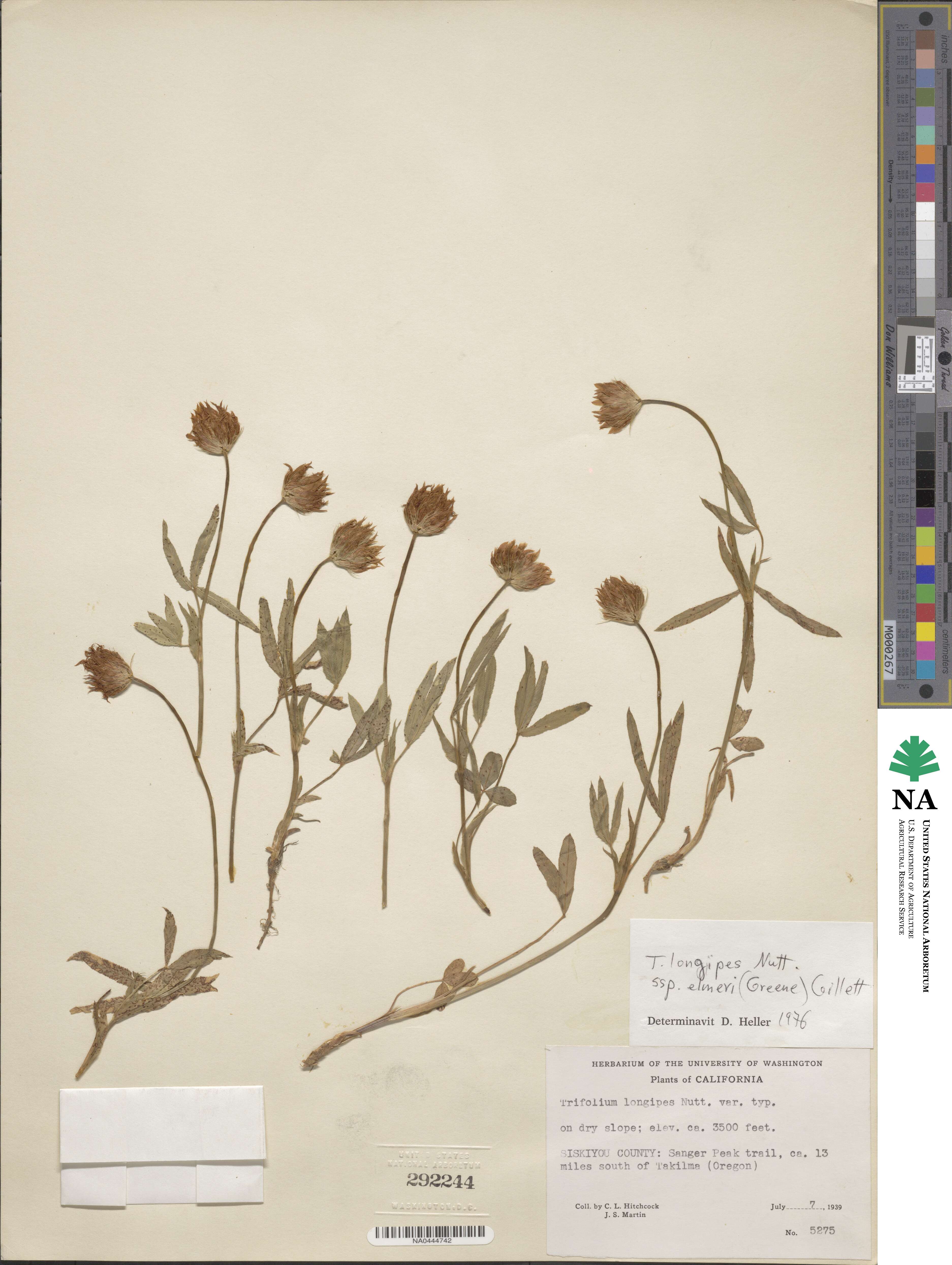 Trifolium longipes var. elmeri image