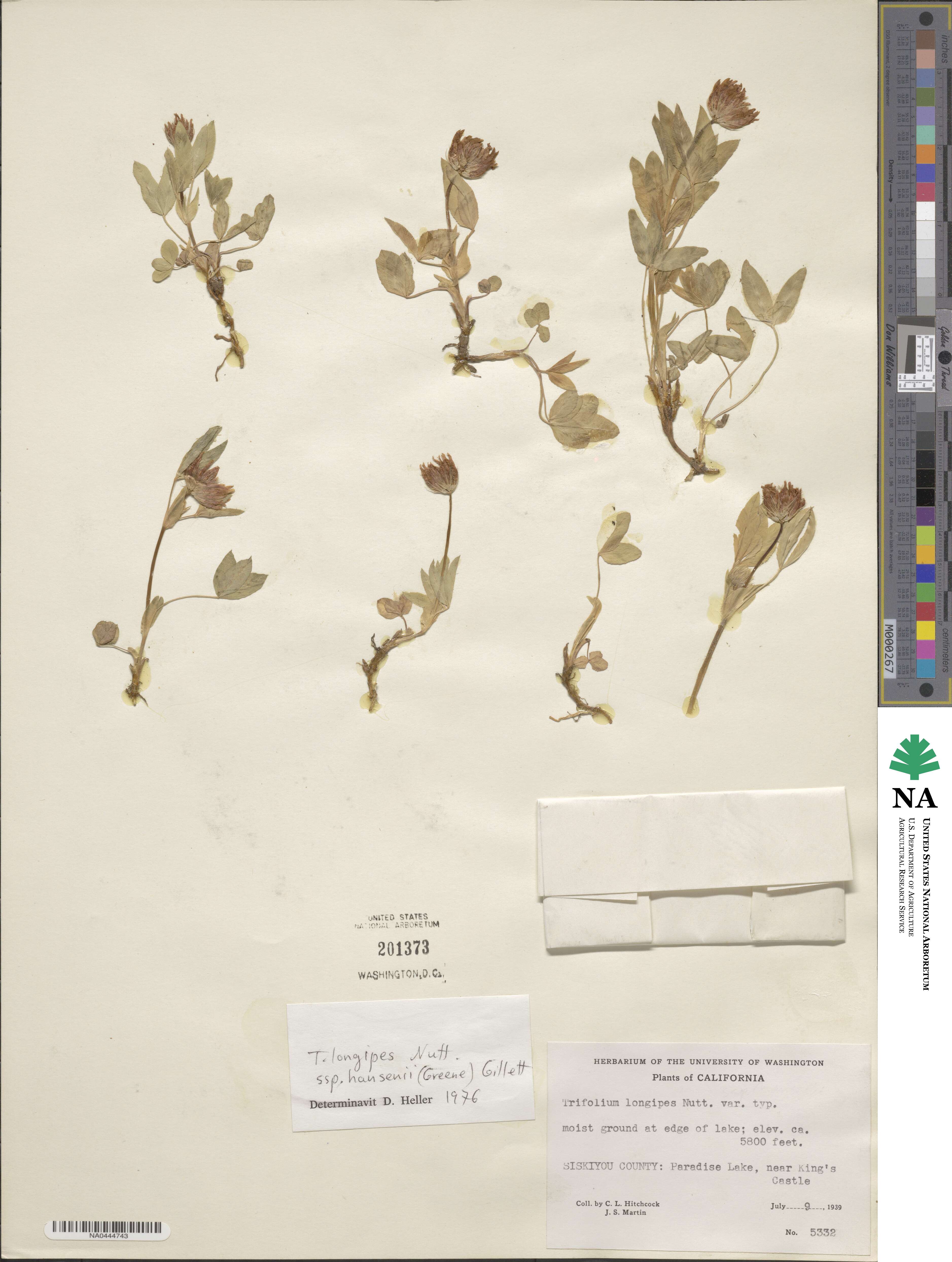 Trifolium longipes var. hansenii image