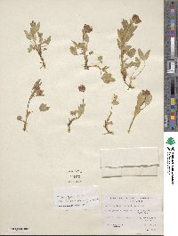 Trifolium longipes var. hansenii image