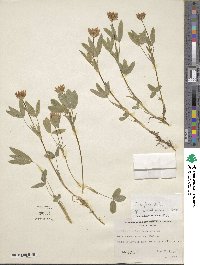 Trifolium longipes var. hansenii image