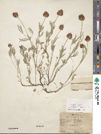 Trifolium longipes var. hansenii image