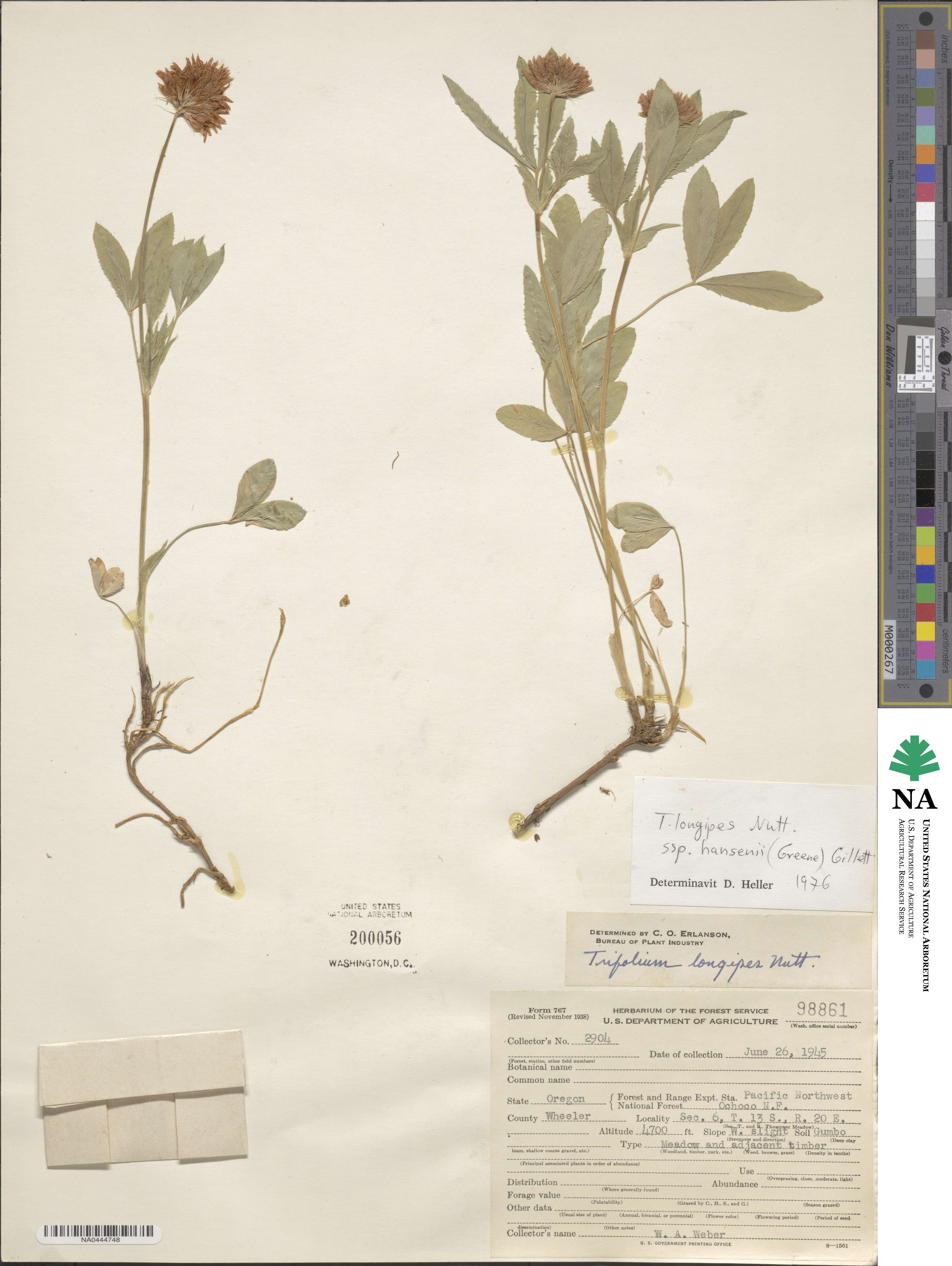 Trifolium longipes var. hansenii image