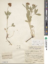 Trifolium longipes var. hansenii image