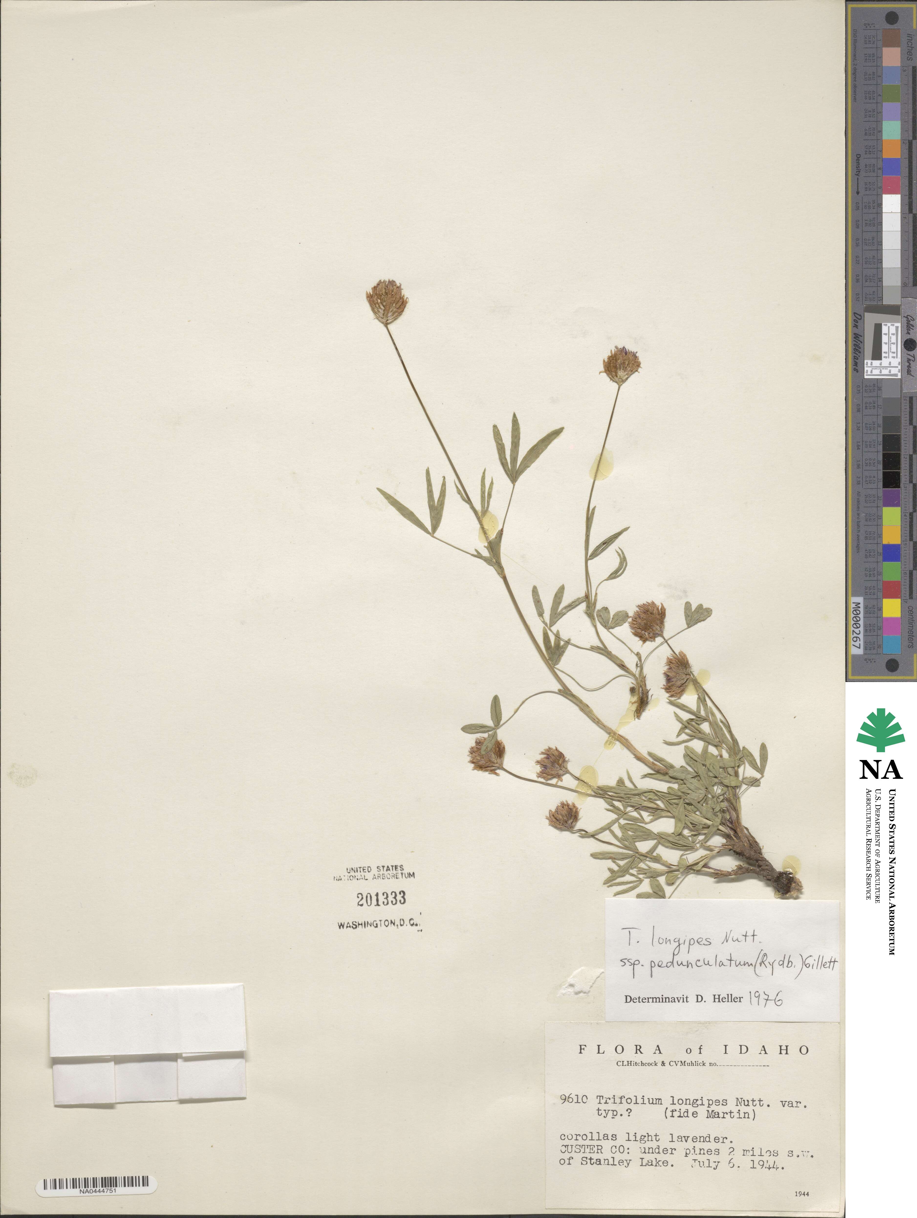 Trifolium longipes var. pedunculatum image