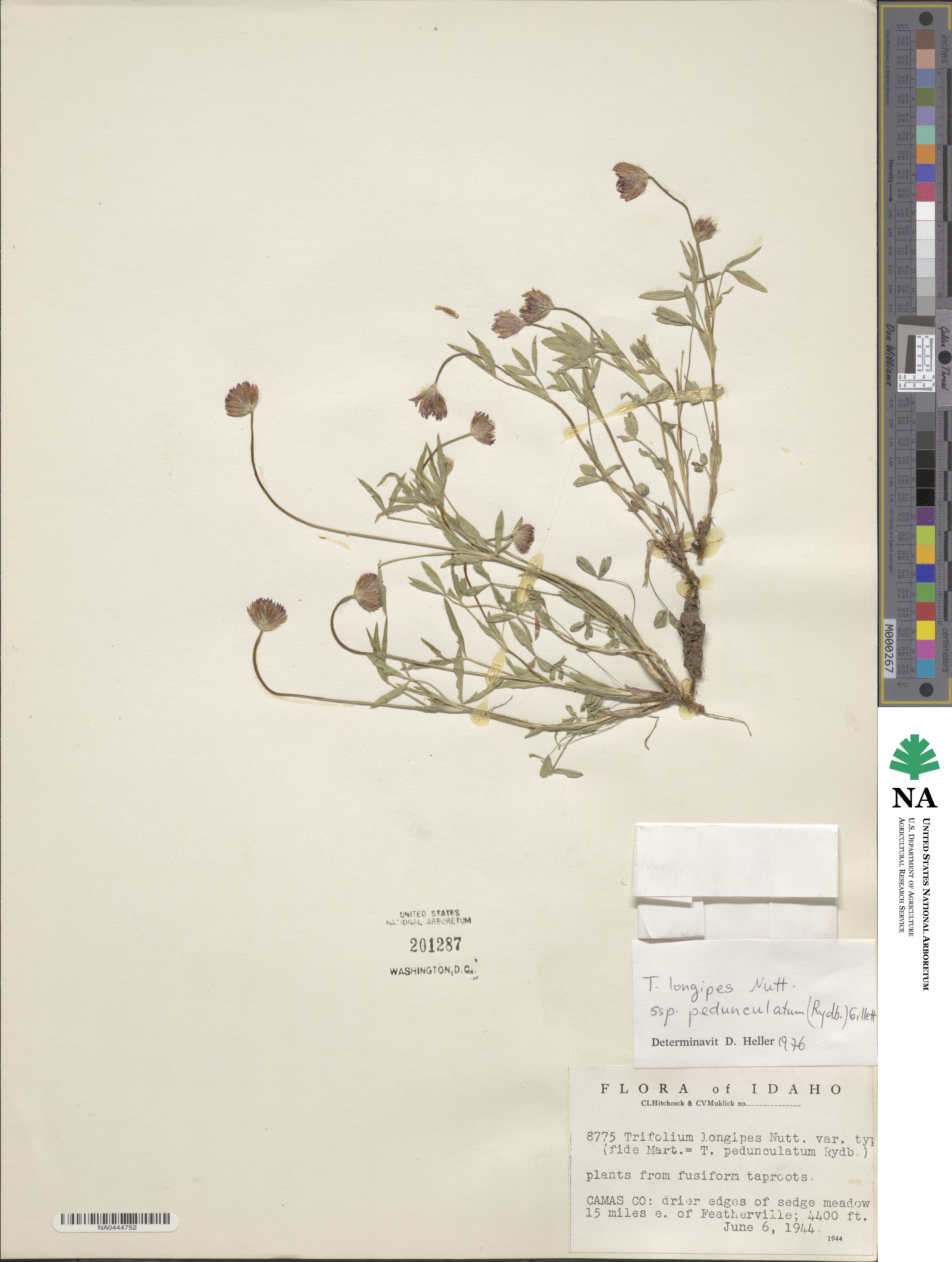 Trifolium longipes var. pedunculatum image
