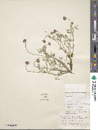 Trifolium longipes var. pedunculatum image