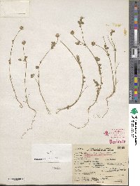 Trifolium microcephalum image