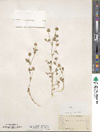 Trifolium microcephalum image