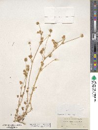 Trifolium microcephalum image