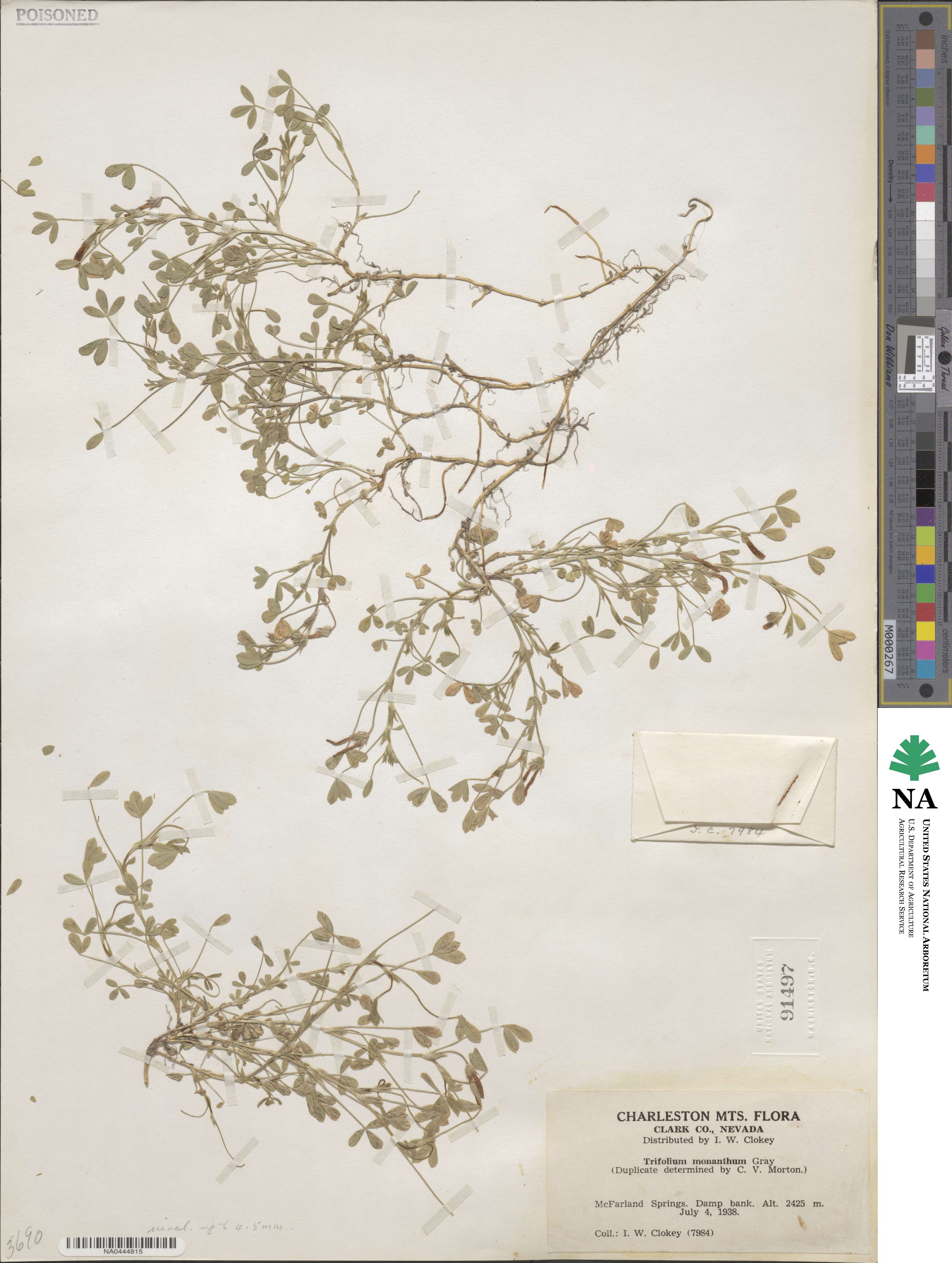 Trifolium monanthum image