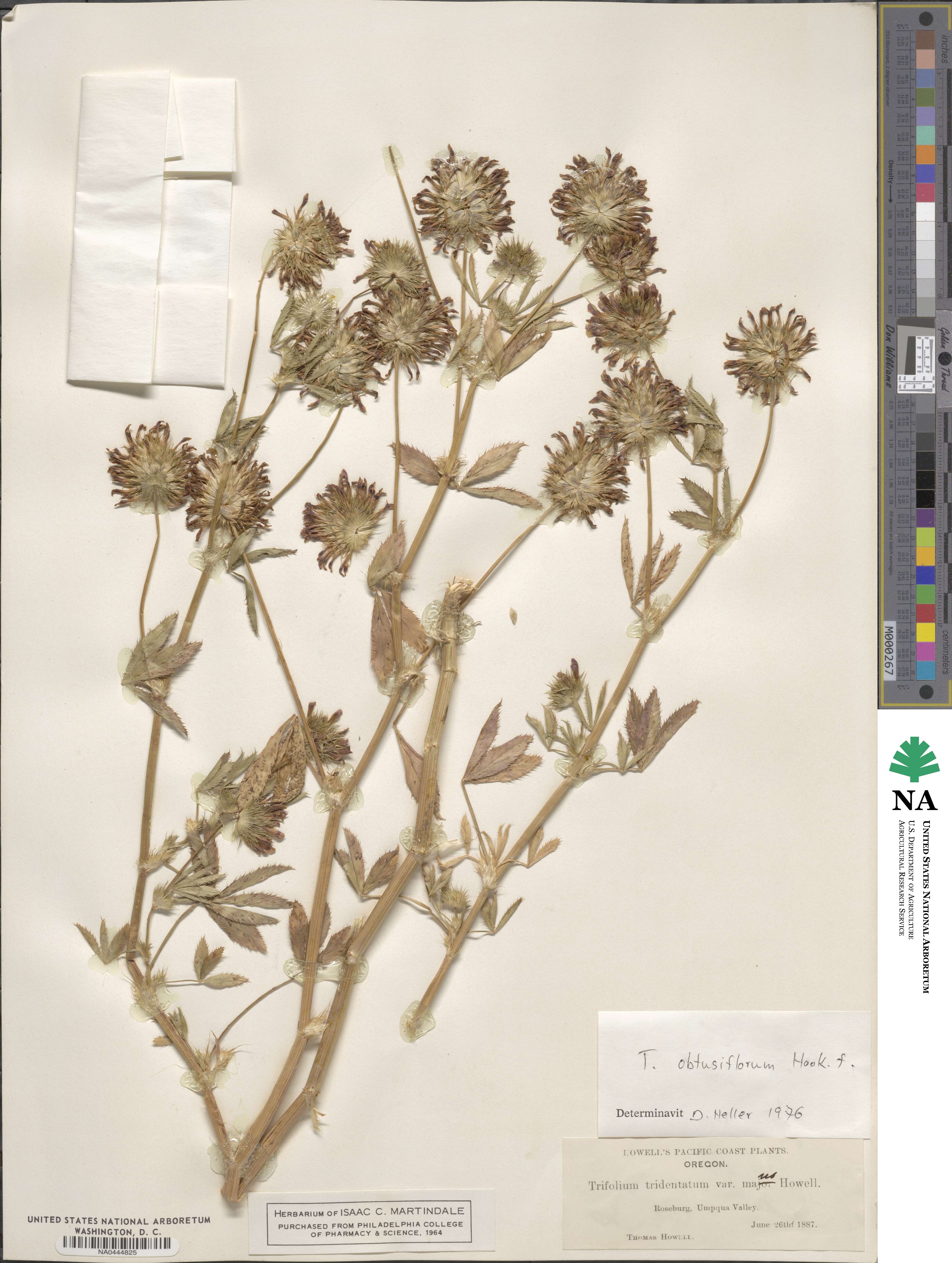 Trifolium obtusiflorum image