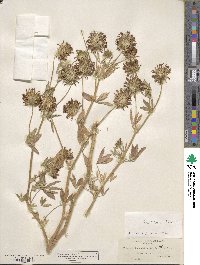 Trifolium obtusiflorum image