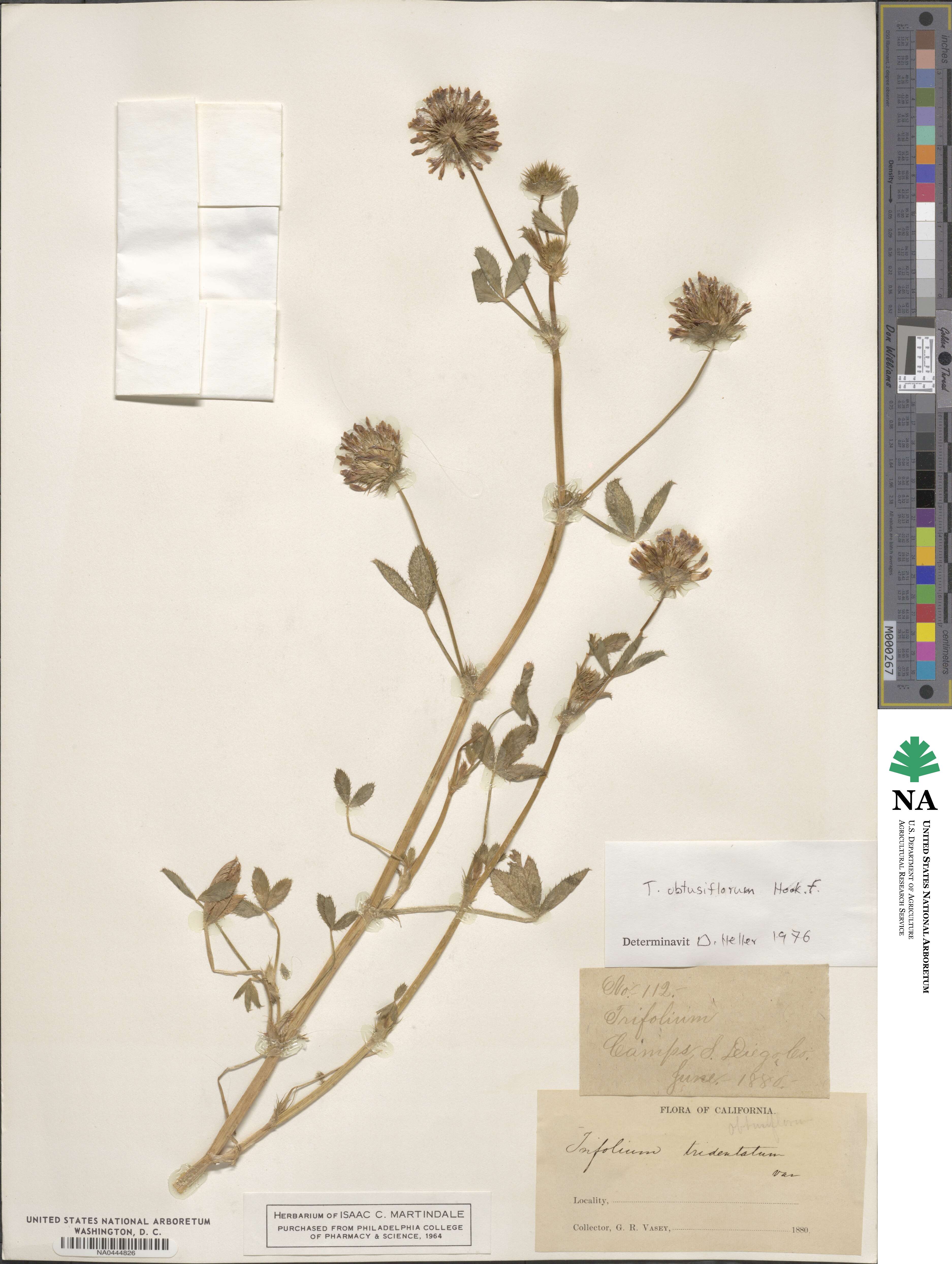 Trifolium obtusiflorum image