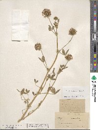 Trifolium obtusiflorum image