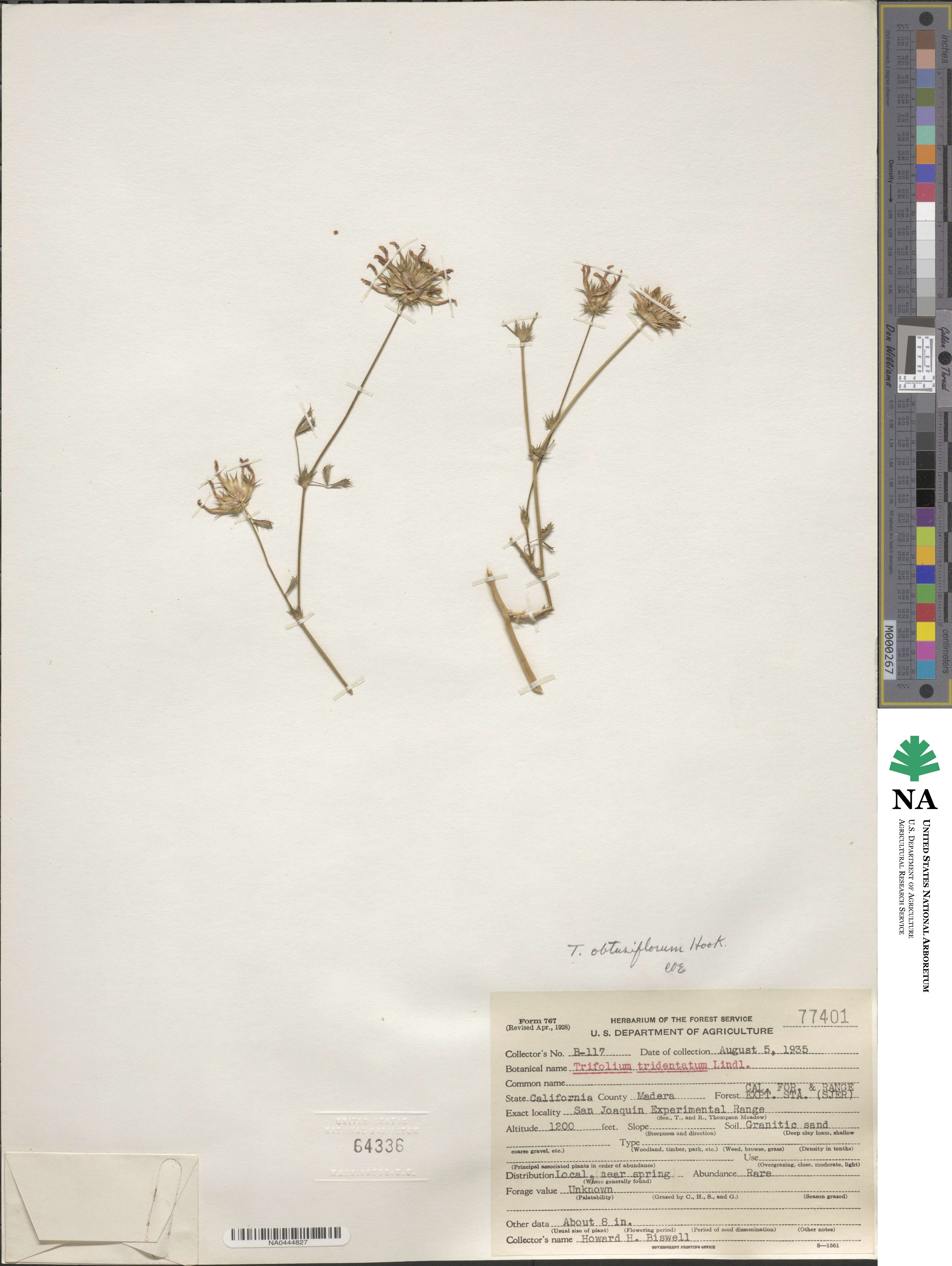 Trifolium obtusiflorum image