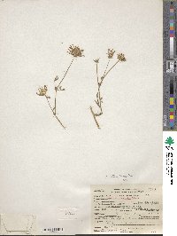 Trifolium obtusiflorum image