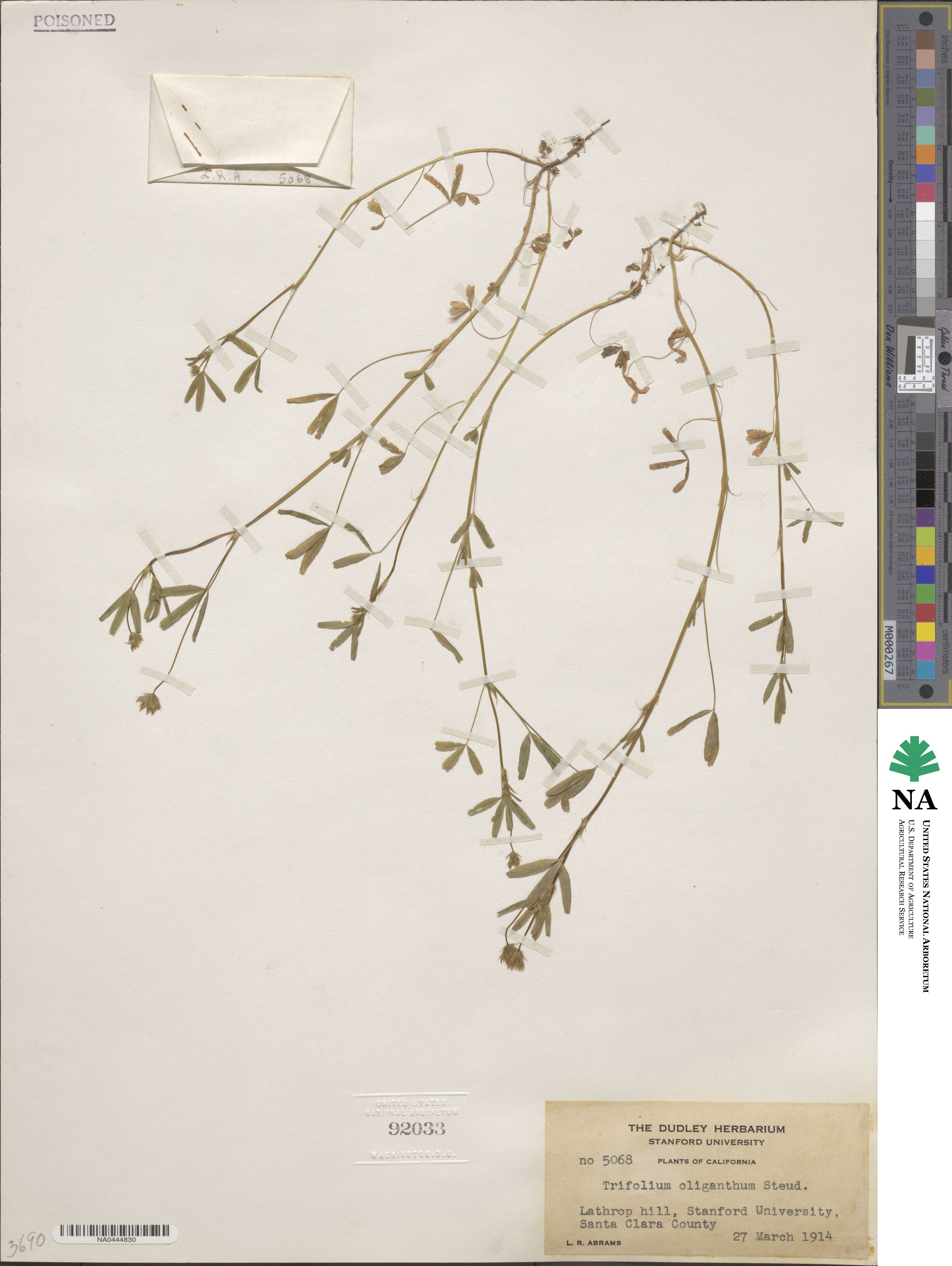 Trifolium oliganthum image