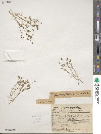 Trifolium oliganthum image