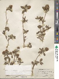 Trifolium squarrosum subsp. squarrosum image