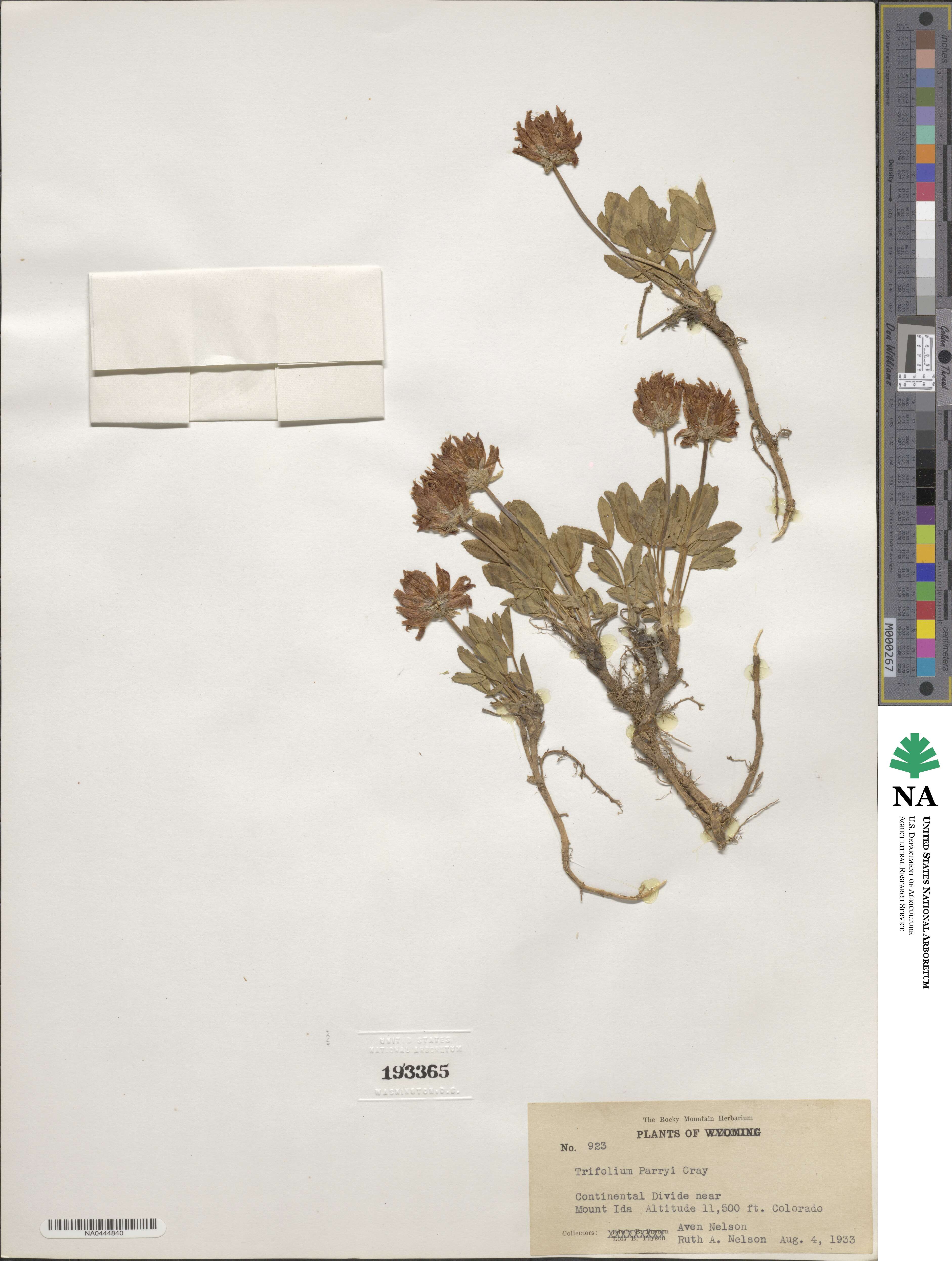 Trifolium parryi image