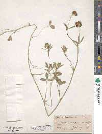 Trifolium pauciflorum image