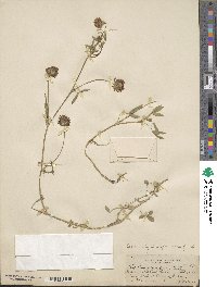 Trifolium pauciflorum image