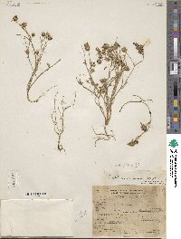 Trifolium parviflorum image