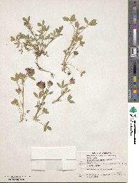 Trifolium wormskioldii var. longicaule image