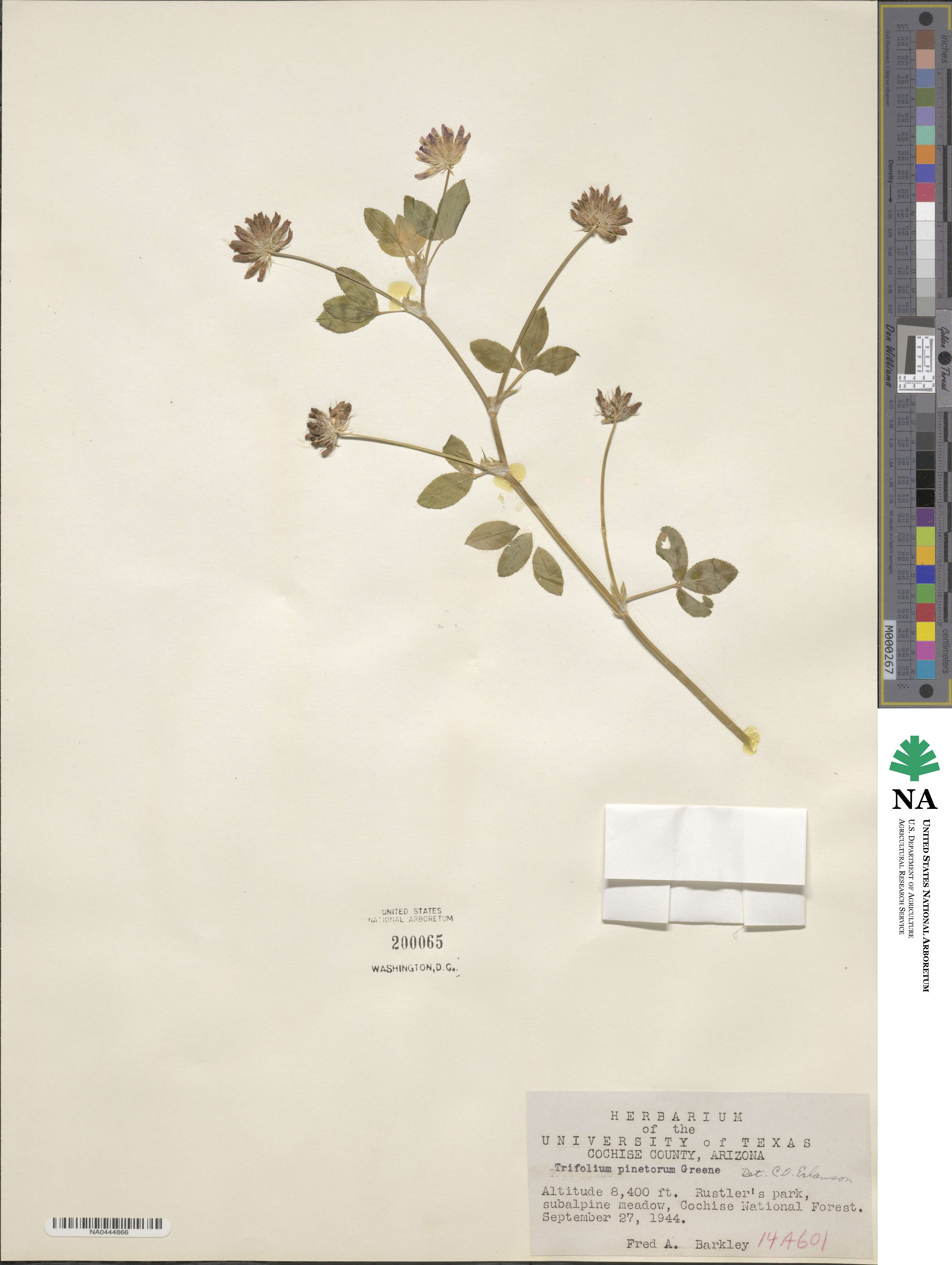 Trifolium wormskioldii image