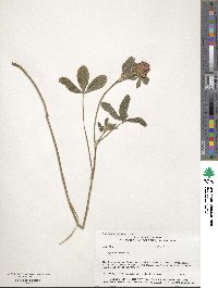 Trifolium pratense image