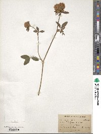 Trifolium pratense image