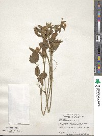 Trifolium pratense image