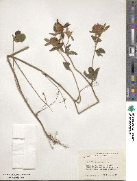 Trifolium pratense image