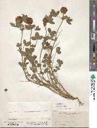 Trifolium reflexum image