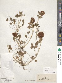 Trifolium reflexum image