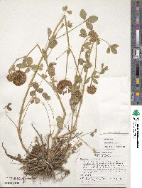 Trifolium reflexum image