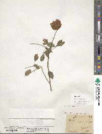 Trifolium reflexum image