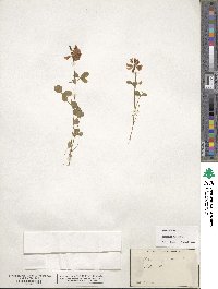 Trifolium reflexum image